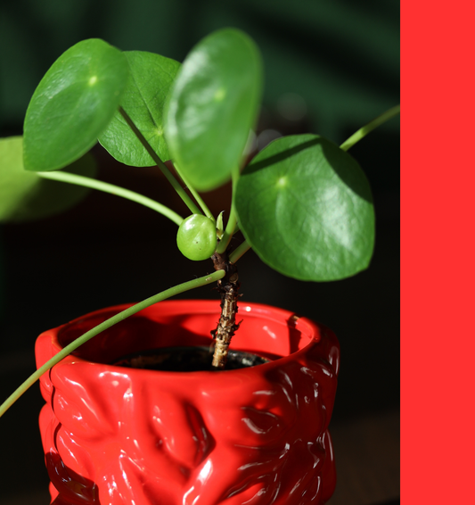 "Red Kiss Pot" - Blumentopf (mini)